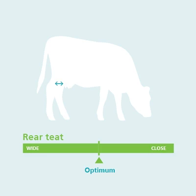 Rear Teat Udder Conformation Traits