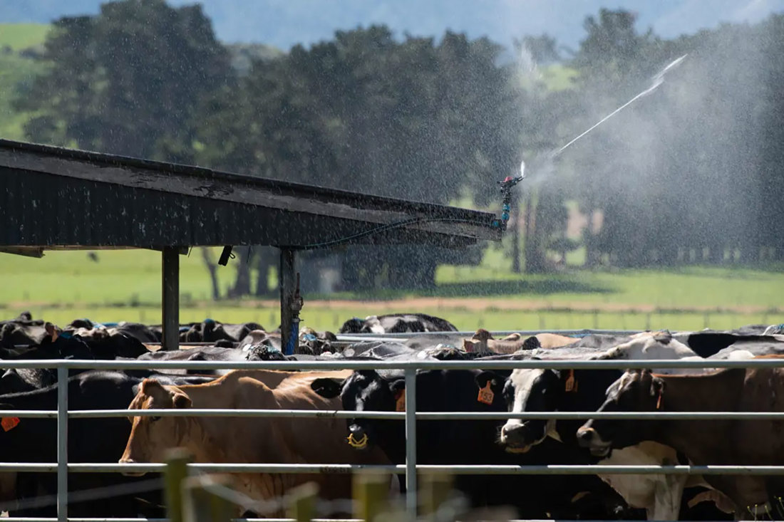 A group of cows in a milking yard standing under a sprinkler