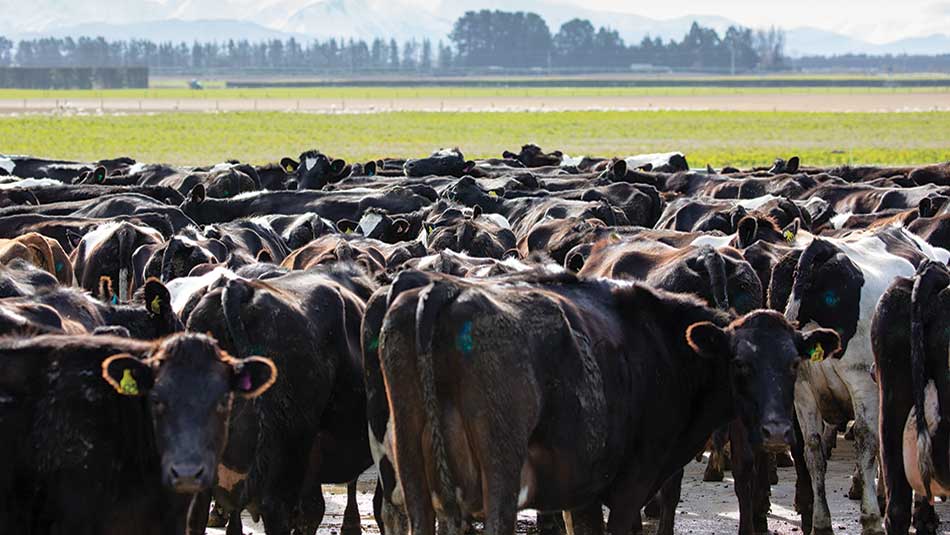 Cows on the yard