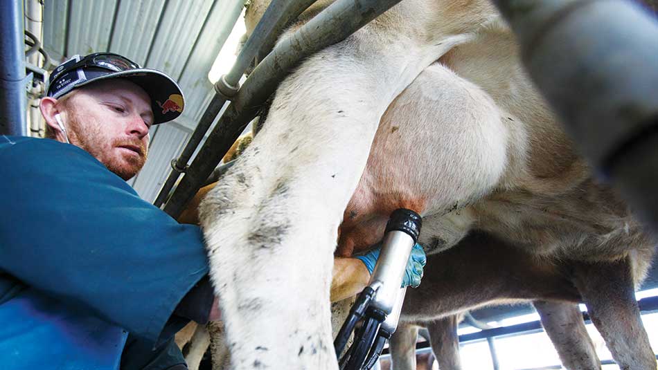 Cupping cows