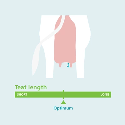 Front Length Udder Conformation Traits