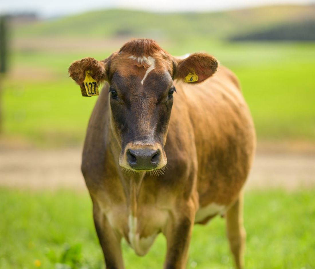 Levy Consultation Document Jersey Cow Image