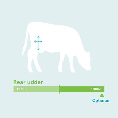 Rear Udder Conformation Traits