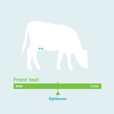 Front Teat Udder Conformation Traits