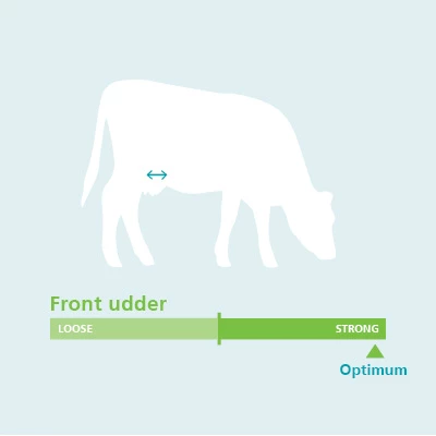 Front Udder Conformation Traits