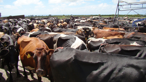 Cows Enough Space