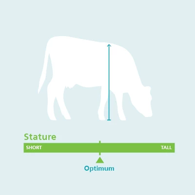 Stature Body and Dairy Confirmation Traits