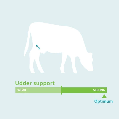 Support Udder Conformation Traits