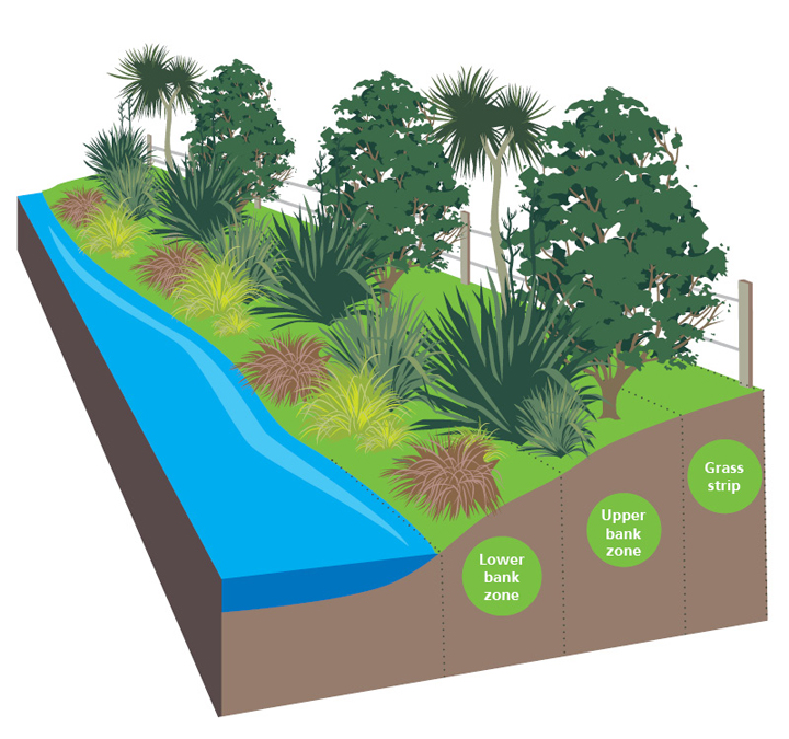 Riparian planting zones